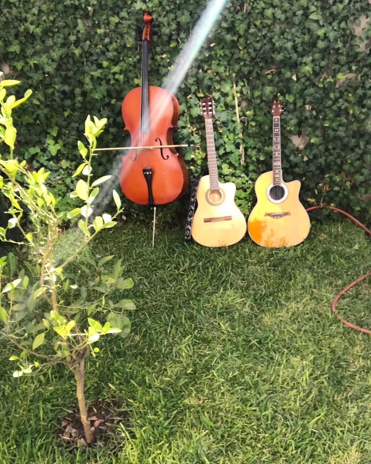 Violonchelo y guitarras en el jardín